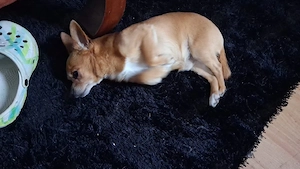 Chihuahua zu vergeben