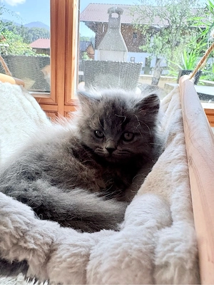 Zuckersüße, reinrassige Britisch Langhaar Kitten suchen ein liebevolles Zuhause!