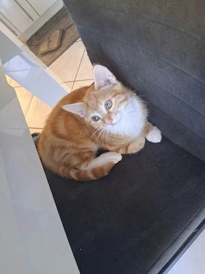 Baby Katzen 