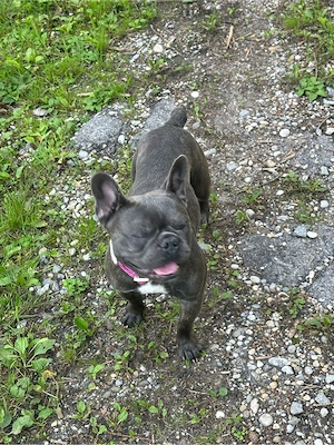 französische Bulldogge