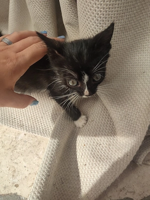 europäische kurz Haar katzen 