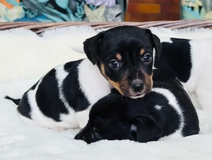 Wunderschöne Jack Russell Terrier Welpen ab Mitte Oktober abzugeben