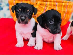 Wunderschöne Jack Russell Terrier Welpen ab Mitte Oktober abzugeben