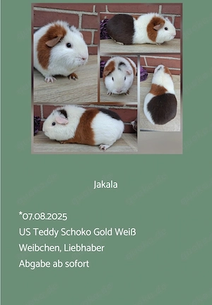Weibchen US Teddy Jungtiere Erziehertier Meerschweinchen 