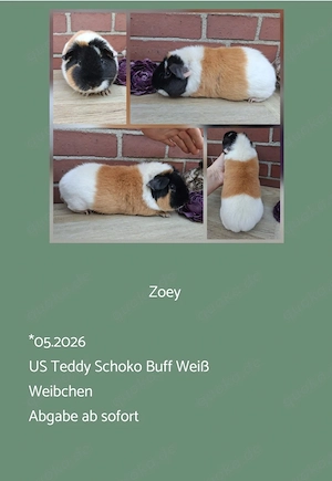 Weibchen US Teddy Jungtiere Erziehertier Meerschweinchen 