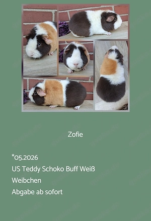Weibchen US Teddy Jungtiere Erziehertier Meerschweinchen 