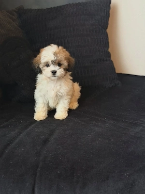 Wir dürfen bezaubernde Cavapoo x Toypudel-Welpen umziehen lassen.