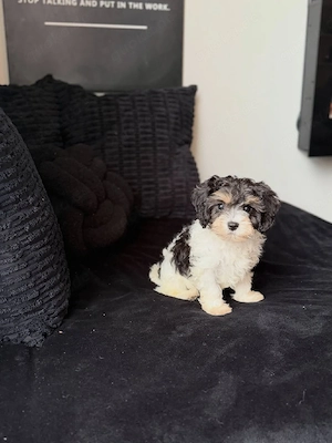 Wir dürfen bezaubernde Cavapoo x Toypudel-Welpen umziehen lassen.