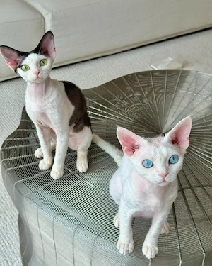 Reinrassige Devon-Rex-Kätzchen