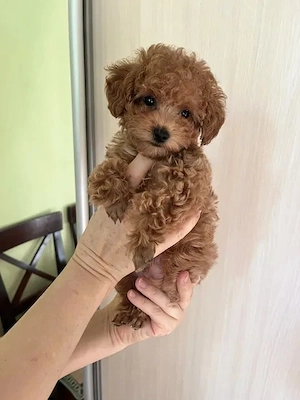 Maltipoo Welpen suchen verantwortungsvolle neue Besitzer
