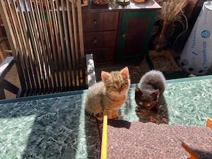 zwei junge Kater kostenfrei abzugeben