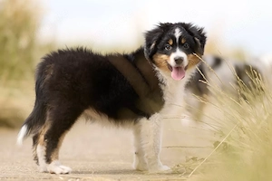 Liebevolle Australian Shepherd Hündin (5,5 Monate) sucht dringend neues liebevolles Zuhause