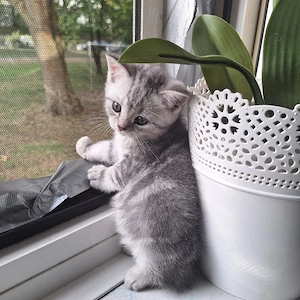 BKH silber-tabby 