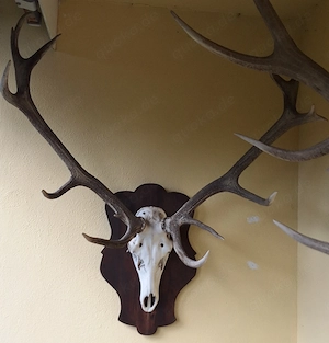 Hirschgeweih Trophäen