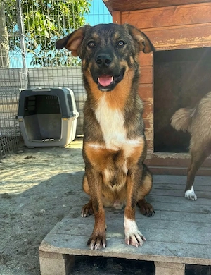 Kody in Sascut