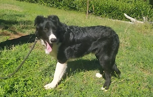Border Collie Mix Rüde 9Mon 57cm 25kg Ausreise nach Adoption