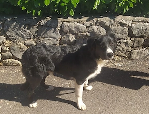 Border Collie Mix Rüde 9Mon 57cm 25kg 28.9 Ausreise nach Adoption