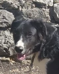 Border Collie Mix Rüde 9Mon 57cm 25kg 29.9 Ausreise nach Adoption