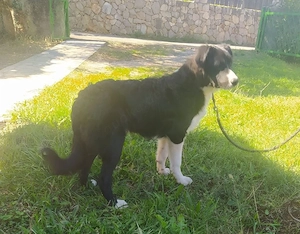 Border Collie Mix Rüde 9Mon 57cm 25kg 28.9 Ausreise nach Adoption