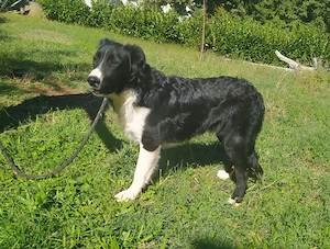 Border Collie Mix Rüde 9Mon 57cm 25kg 28.9 Ausreise nach Adoption