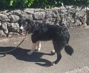 Border Collie Mix Rüde 9Mon 57cm 25kg Ausreise nach Adoption