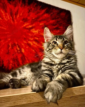 Maine Coon Kätzchen (Kater)