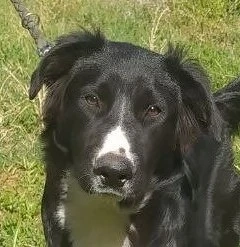 Border Collie Mix Rüde 9 Mon 55cm 23kg 29.9 Ausreise nach Adoption