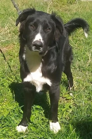 Border Collie Mix Rüde 9 Mon 55cm 23kg 28.9 Ausreise nach Adoption