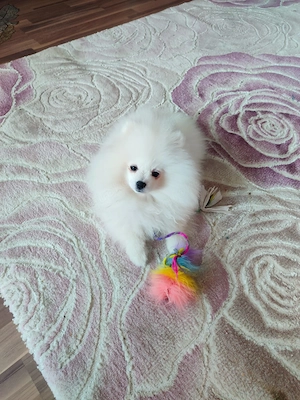 Zwergspitz-Pomeranian Welpen (weiß beige) Bild 5