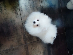 Zwergspitz-Pomeranian Welpen (weiß beige) Bild 6