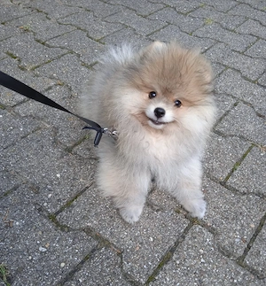 Zwergspitz-Pomeranian Welpen (weiß beige) Bild 8
