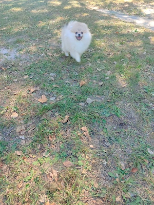 Zwergspitz-Pomeranian Welpen (weiß beige) Bild 4