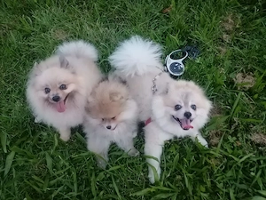 Zwergspitz-Pomeranian Welpen (weiß beige) Bild 7