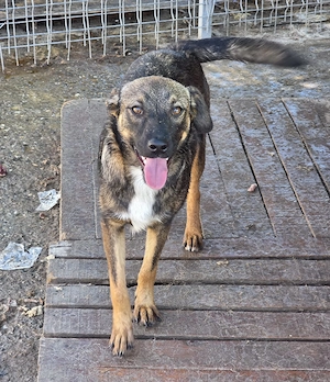 Kuno in Sascut