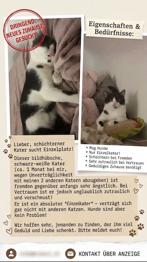 kater coco zu abgabe