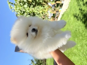 Zwergspitz Pomeranian Welpen 