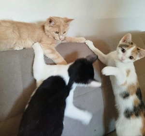  atzenbabys