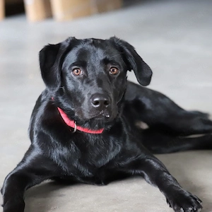 Aktive und unerfahrene Labradorhündin Juna wartet in 56472 Fehl-Ritzhausen.
