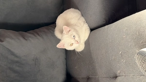 Katzen abzugeben 