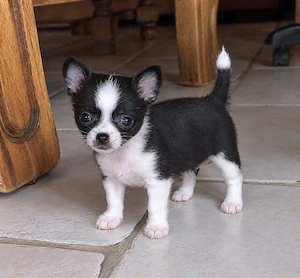 Süße Chihuahua - Welpen