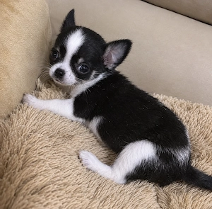 Süße Chihuahua - Welpen