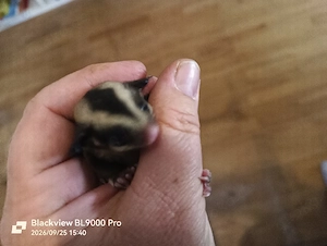 Handzahme Sugar Glider Weibchen 