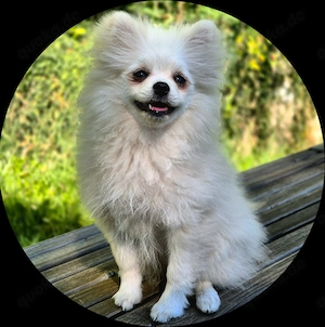 Sehr schönes Pomeranian Zwergspitz Mädel in weiß