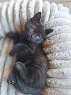Katzenbabys Kater schwarz 