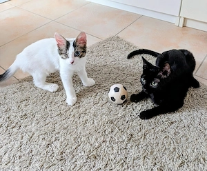 Bluey & Nouar suchen ihr gemeinsames Zuhause