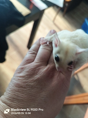 Zwei handzahme Sugar Glider Weibchen 