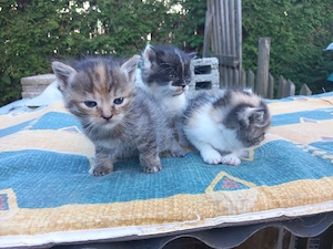 Junge Kitten abzugeben