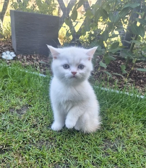 BKH Kitten