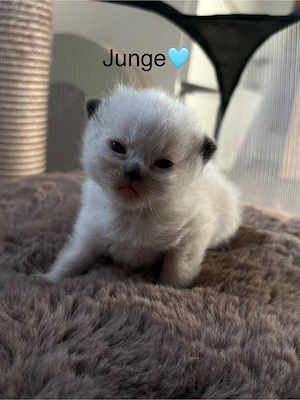 BKH Kitten 
