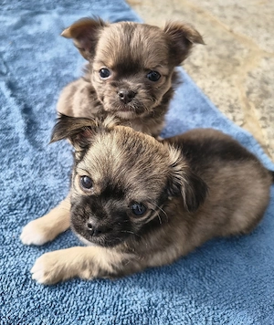 Chihuahua reinrassig 
